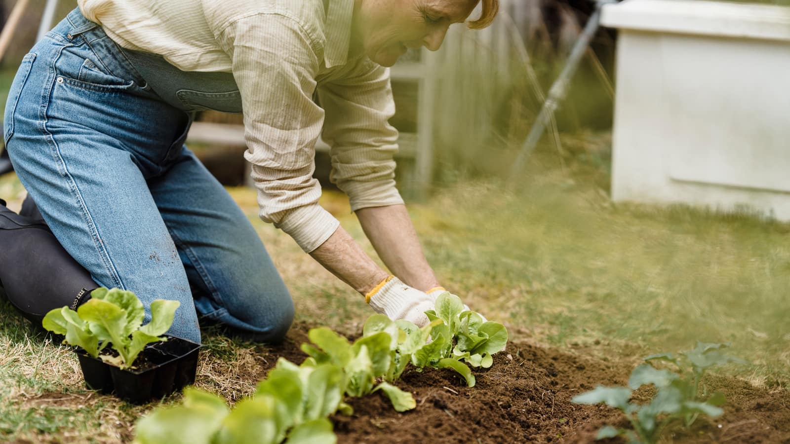 A gardener planting vegetable seedlings into a filled raised bed