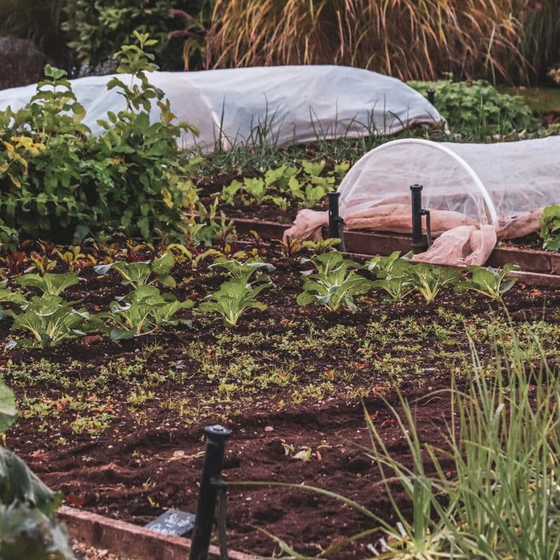 Raised beds with row-cover fabric stretched over hoops