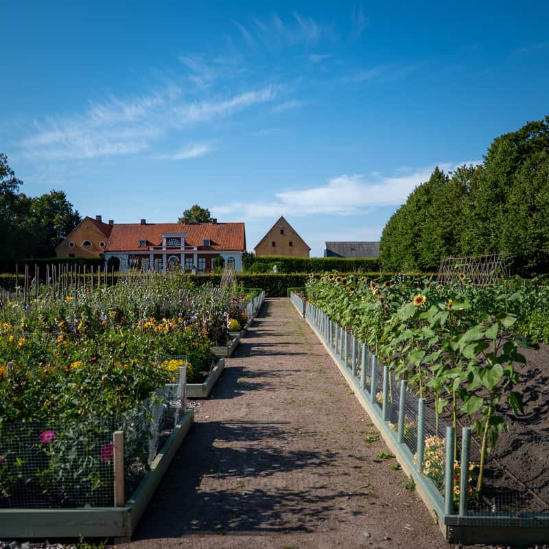 A long corrugated steel raised bed in a vegetable garden