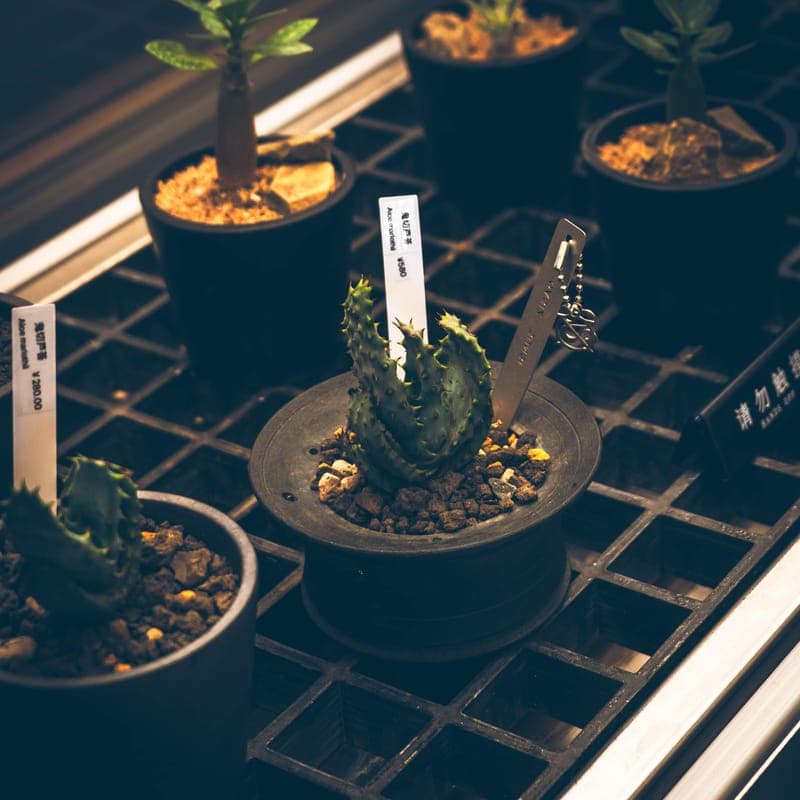 An LED strip grow light above a tray of seedlings