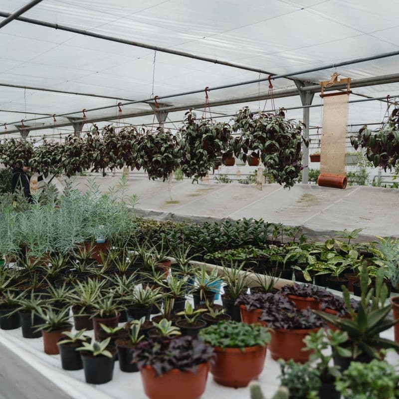 Potted plants arranged on tables inside a greenhouse