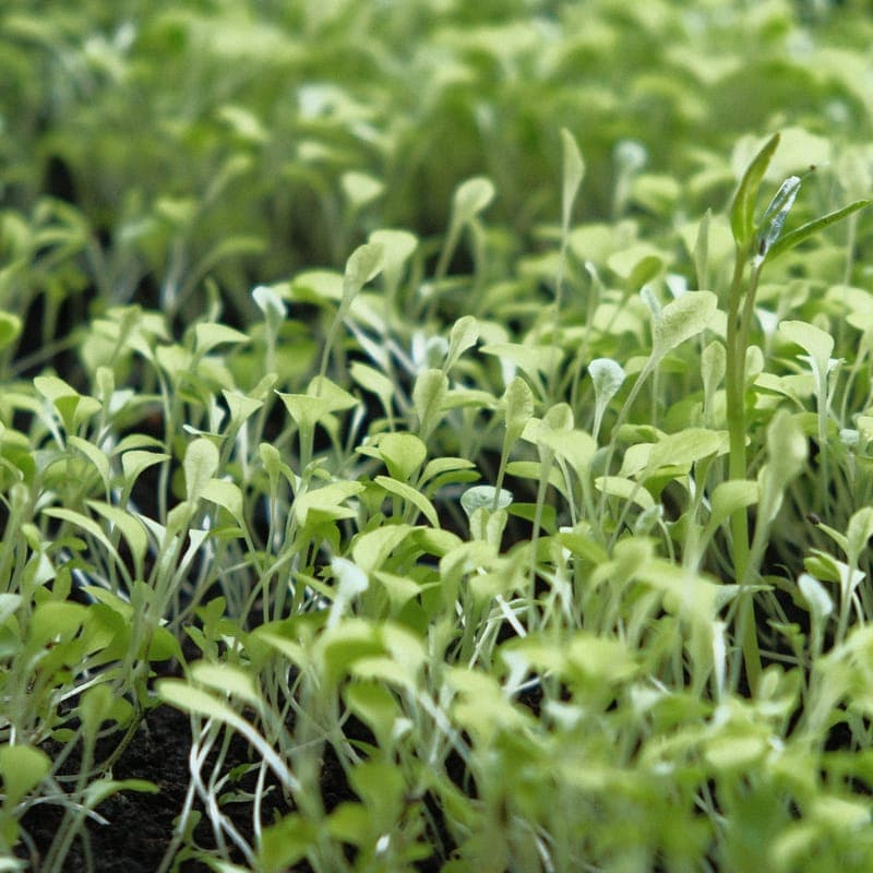 A bag of organic raised bed soil mix beside a garden bed