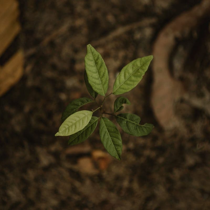 A bag of garden planting mix beside soil