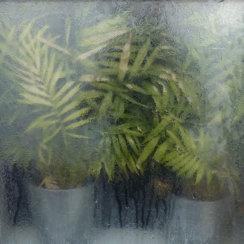 Metal staging shelves holding potted plants in a greenhouse