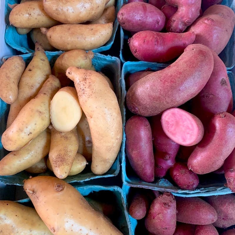 Freshly dug red and fingerling potatoes in baskets