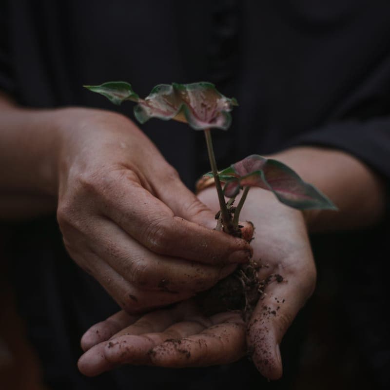Red composting worms in dark compost