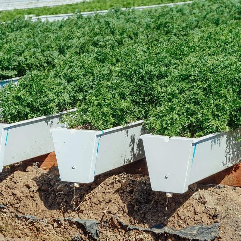 White-sided raised planter boxes with carrot tops growing in them