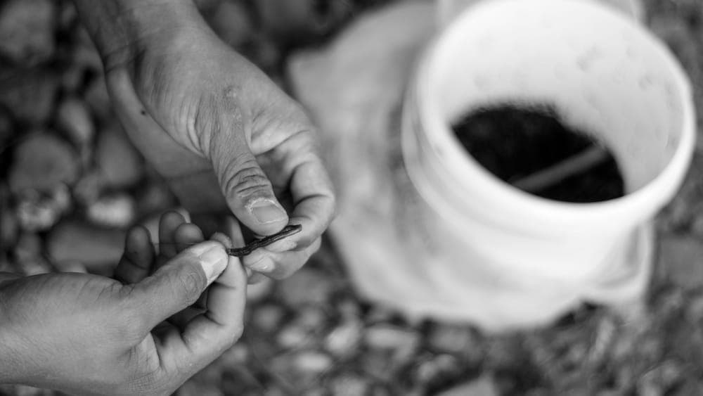 Hands holding compost with worms in it