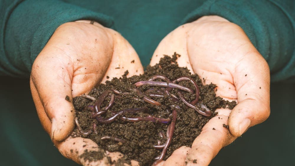 Earthworms working through dark compost