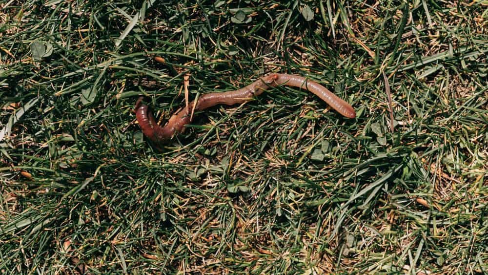 Red composting worms in dark compost