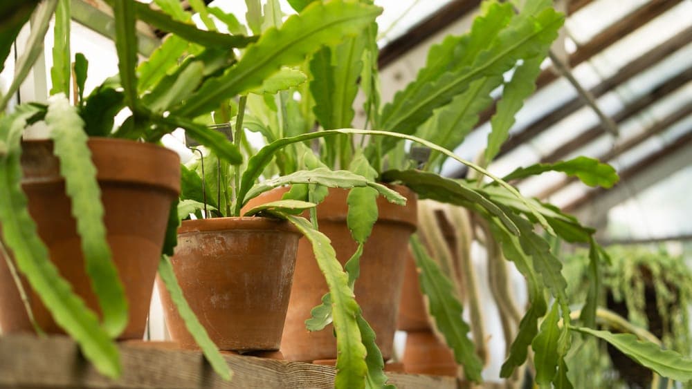 Shelving holding potted plants inside a greenhouse