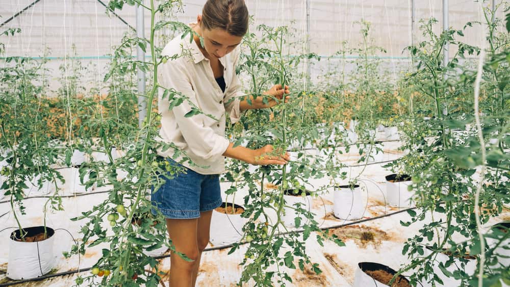 A person tending plants inside a greenhouse
