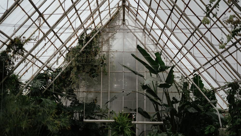 A polycarbonate greenhouse in a backyard garden