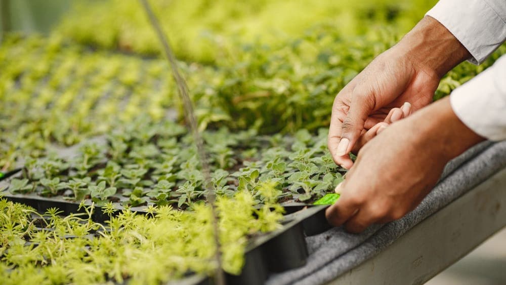 A cold frame with seedlings inside in a garden