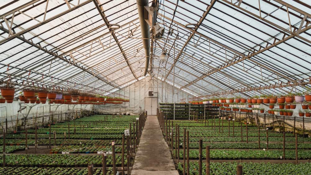 The interior of a greenhouse with shelves of seedlings