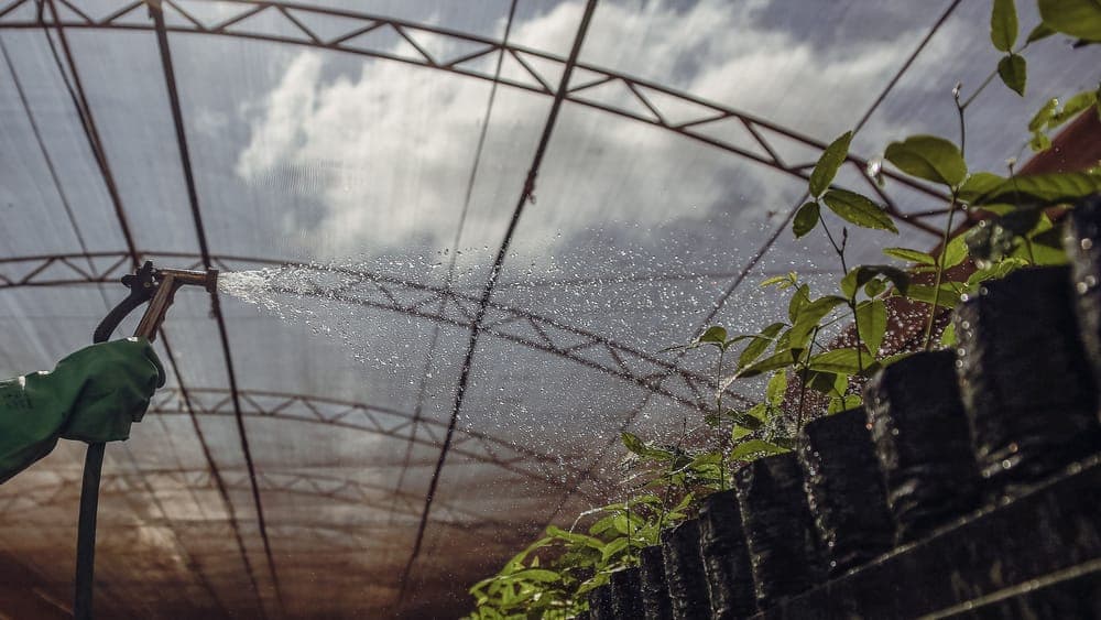 Watering plants inside a greenhouse