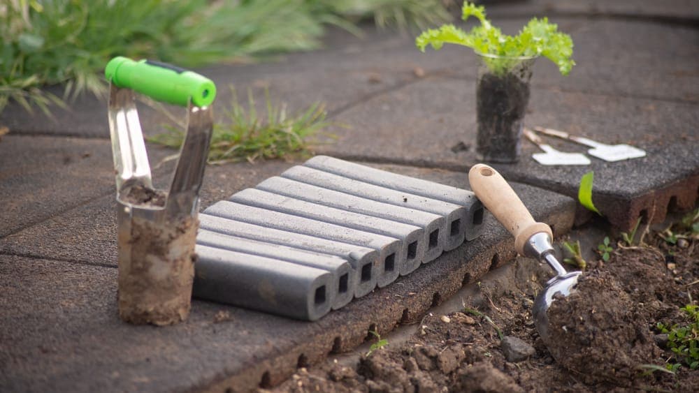 An open cold frame lid over seedlings in a garden