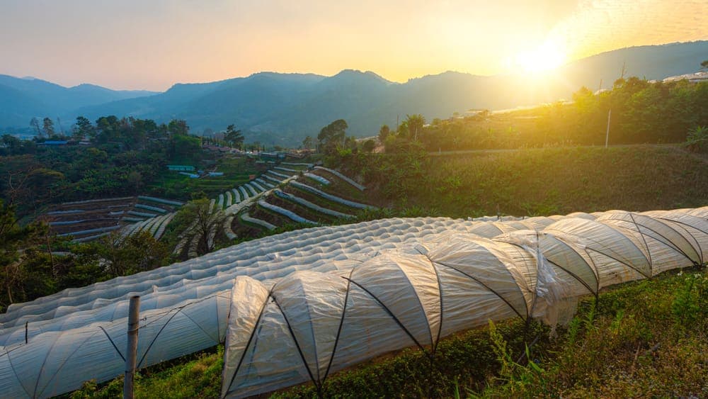 A polytunnel covering rows of crops