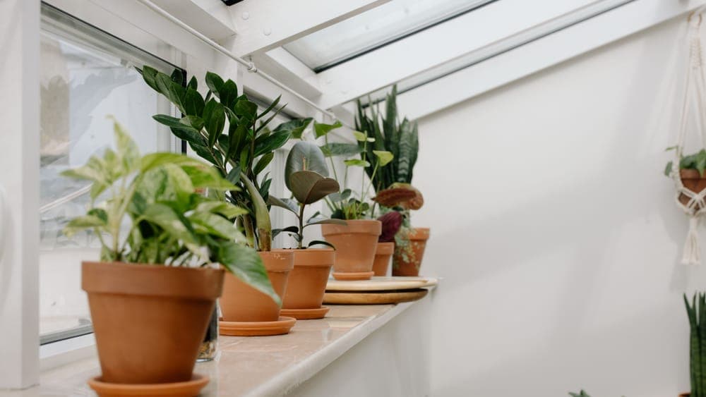 The interior of a greenhouse with a potting bench