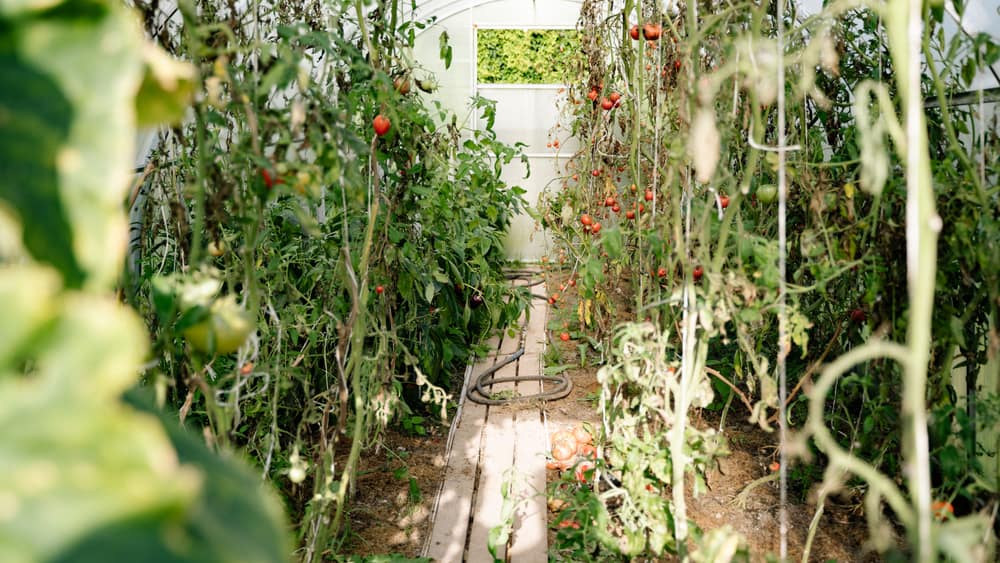Tomato plants growing inside a greenhouse